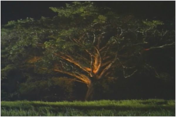 Imagen destacada de El árbol de la música, de Sabina Berman e Isabelle Tardan