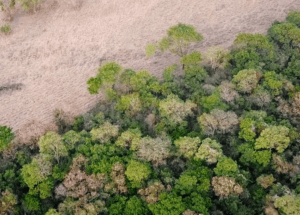 Imagen destacada de la película La industria del fuego