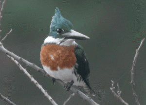 Imagen destacada del episodio Ardea 