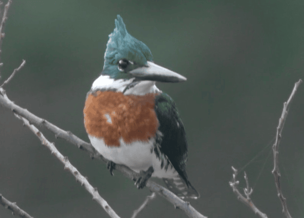 Imagen destacada de la película Ardea - Retina Latina