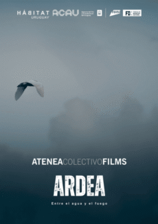 Afiche Ardea