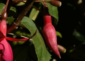 Imagen destacada de la película Las memorias humanas del jardín rojo