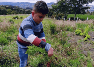 Imagen destacada del episodio Música Campesina 